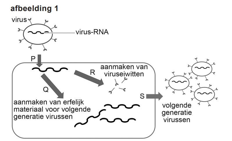 virussen en MERS