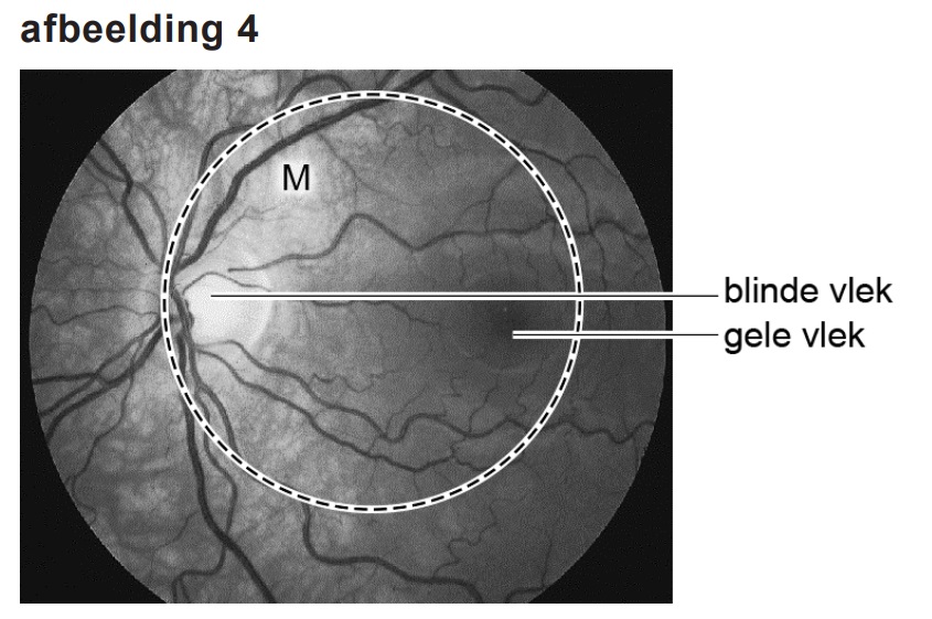 zintuig het oog