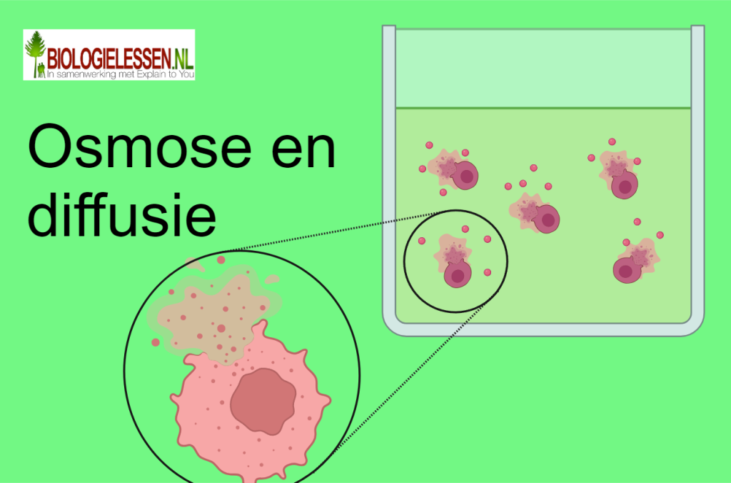 Diffusie en osmose (DT) - Biologielessen.nl