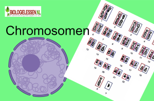 Chromosomen mavo