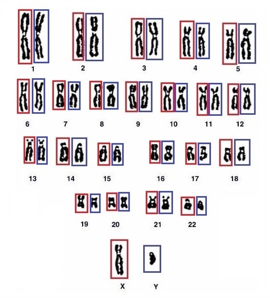 Chromosomenvanpaenma zonder kader