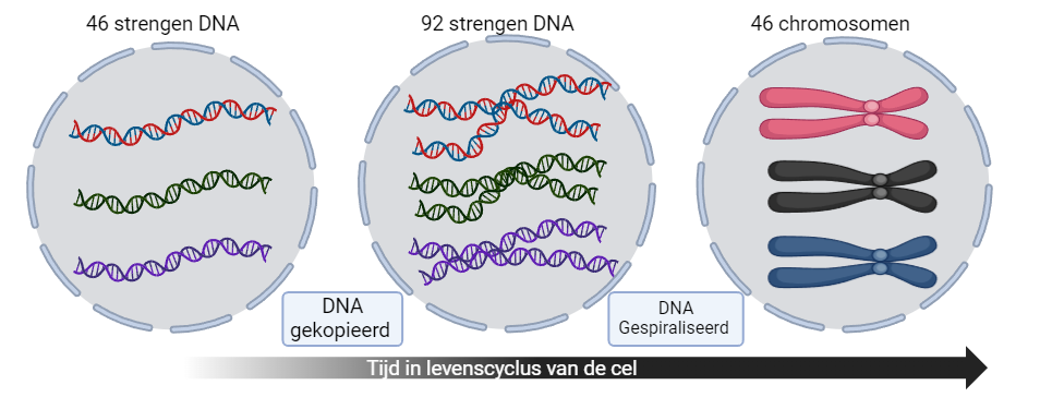 DNA of Chromosoom