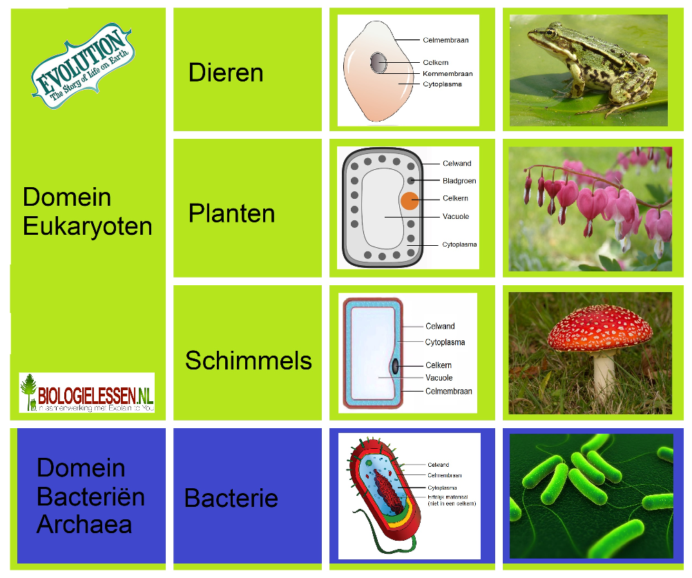 De vier rijken en hun kenmerken