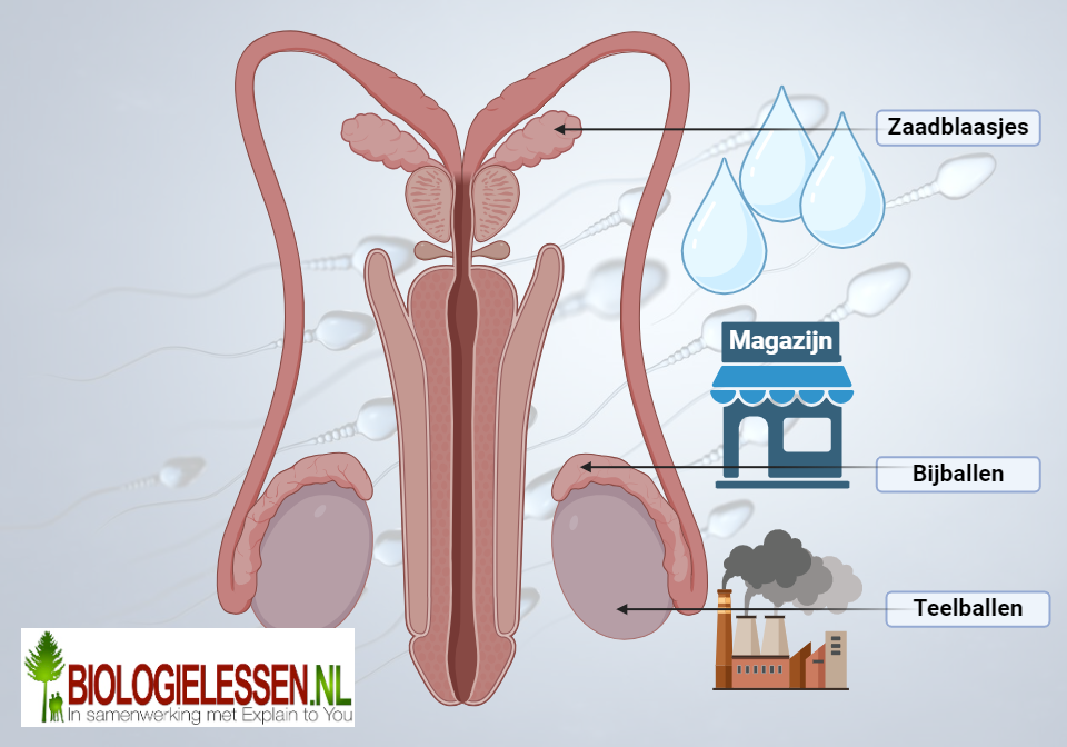Functies mannelijk geslachtsorgaan