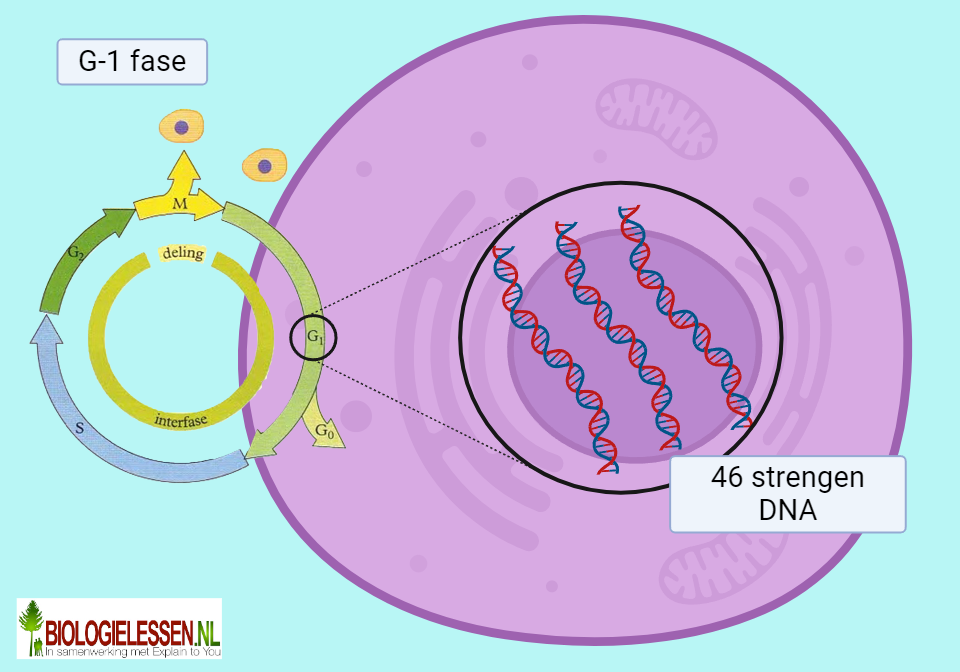 G1 fase van de celcyclus