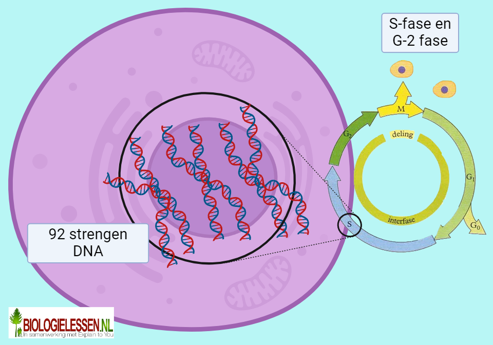 G2 en S fase van de celcyclus 2