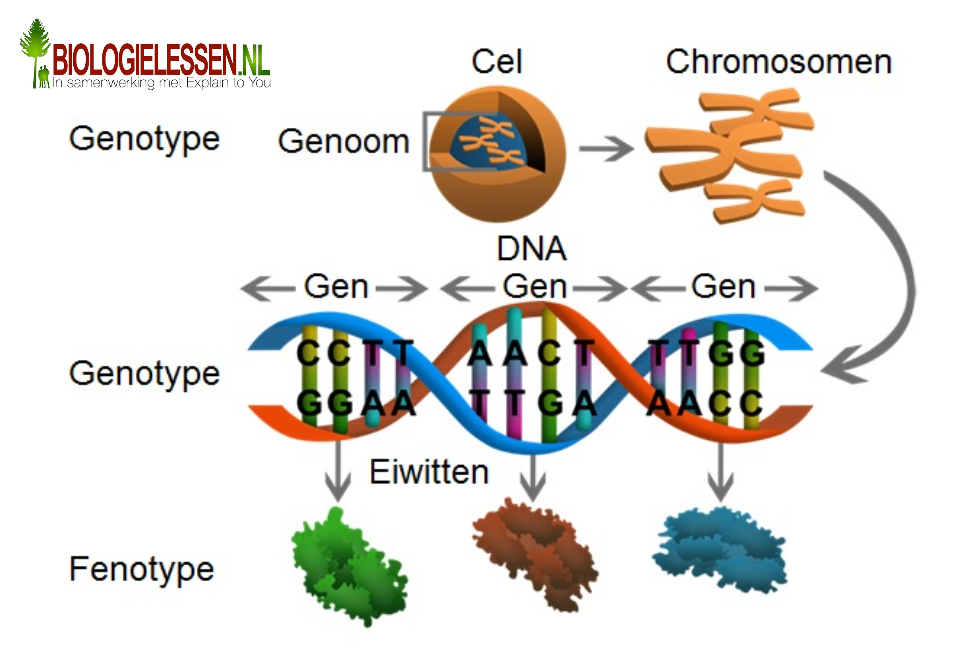 Genen coderen voor eiwitten
