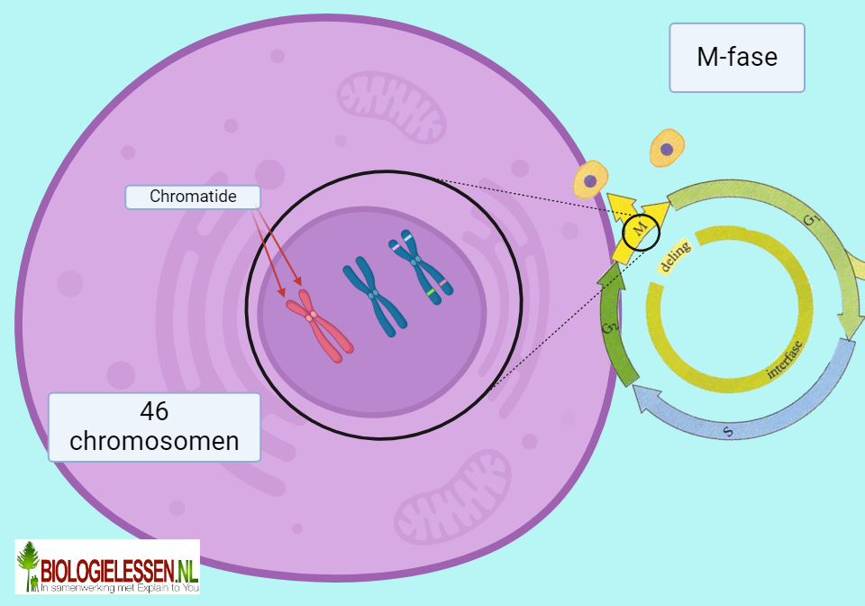 M fase van de celcyclus