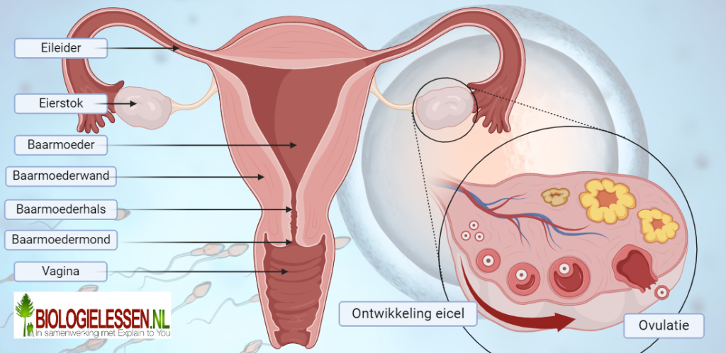 Voortplantingsstelsel van de vrouw 1