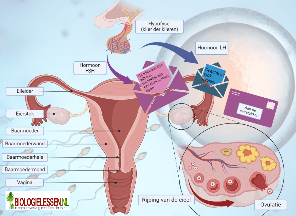 Voortplantingsstelsel van de vrouw met hormonen
