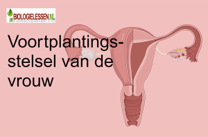 Voortplantingsstelsels 1