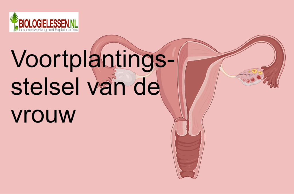 Voortplantingsstelsels