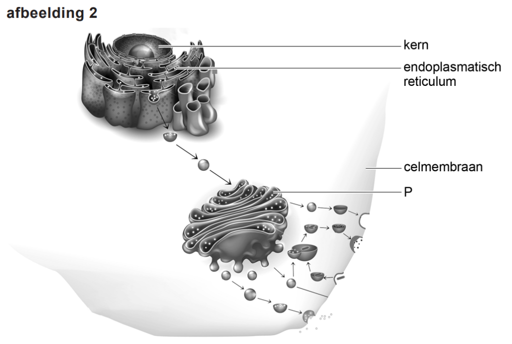 celorganellen