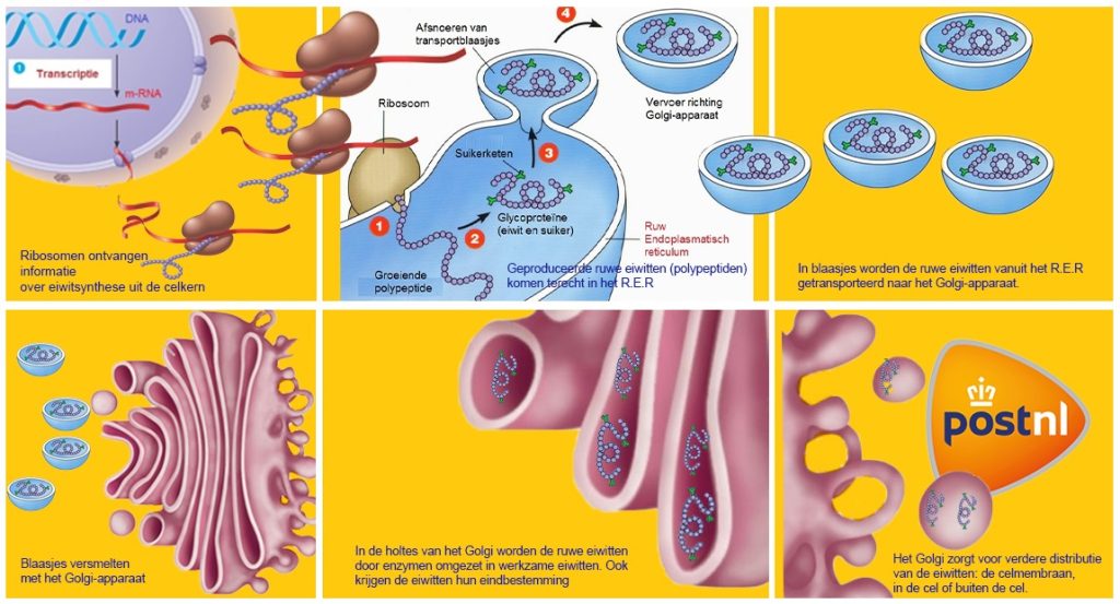 eiwitsynthese 1