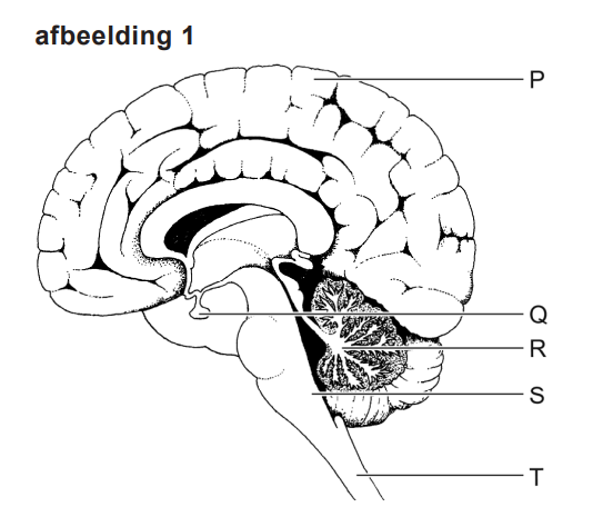 hersenen en regeling