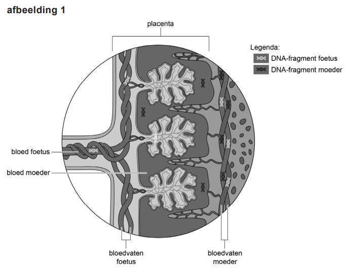 placenta en bloedsomloop