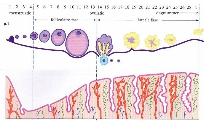 rijping eicel met baarmoederslijmvlies