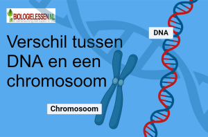 vERSCHIL tussen DNA en een chromosoom