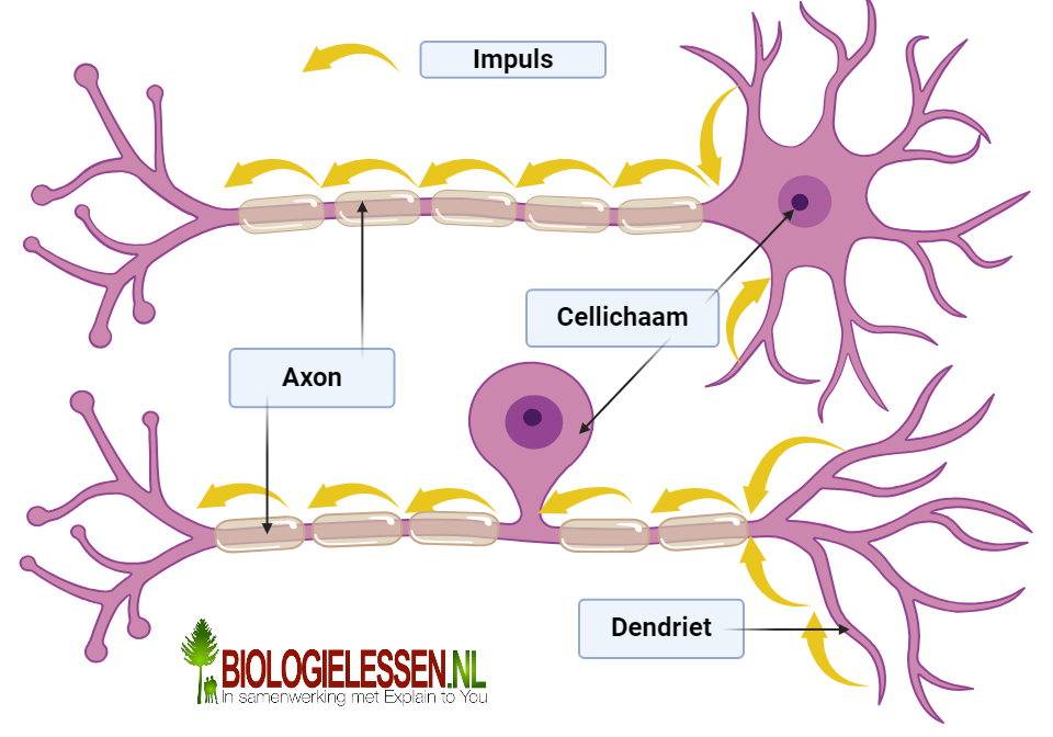 Axon of dendriet