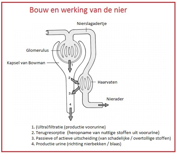 Bouwenwerkingvandenier