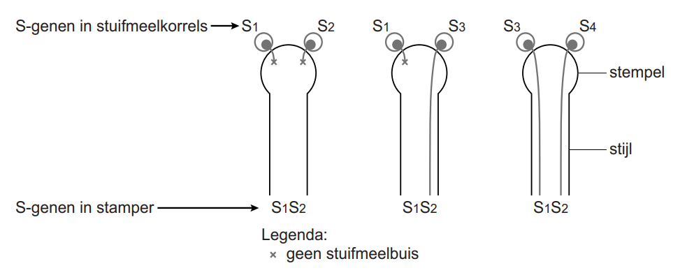 Genen bij Kers