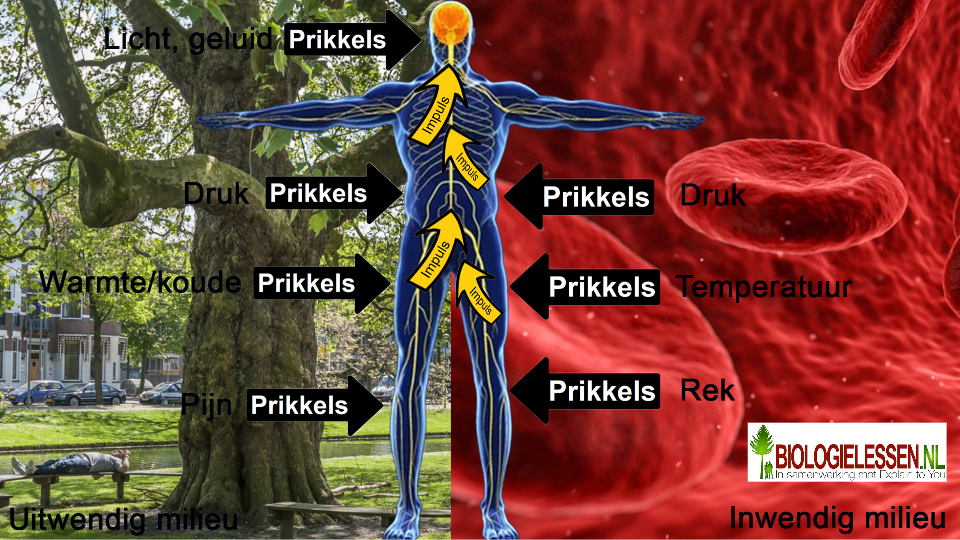 In en uitwendige prikkels