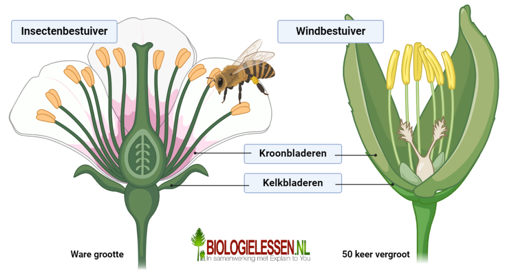 Kroonbladeren