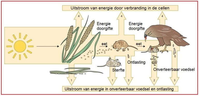 Voeselketen