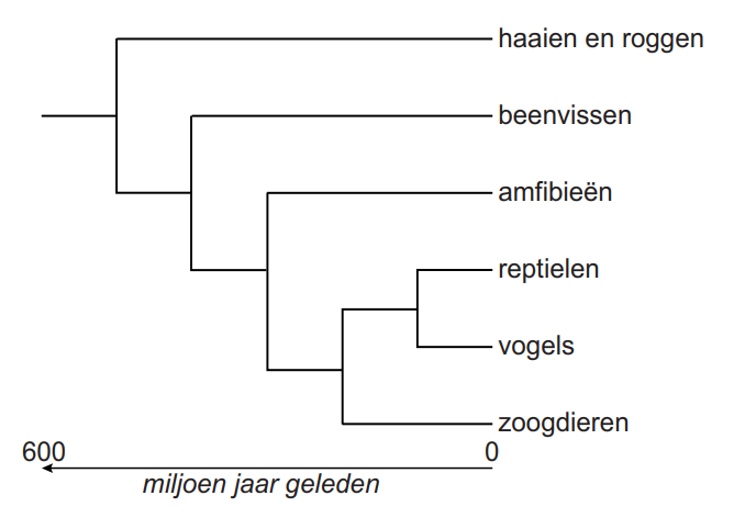 evo van de haai