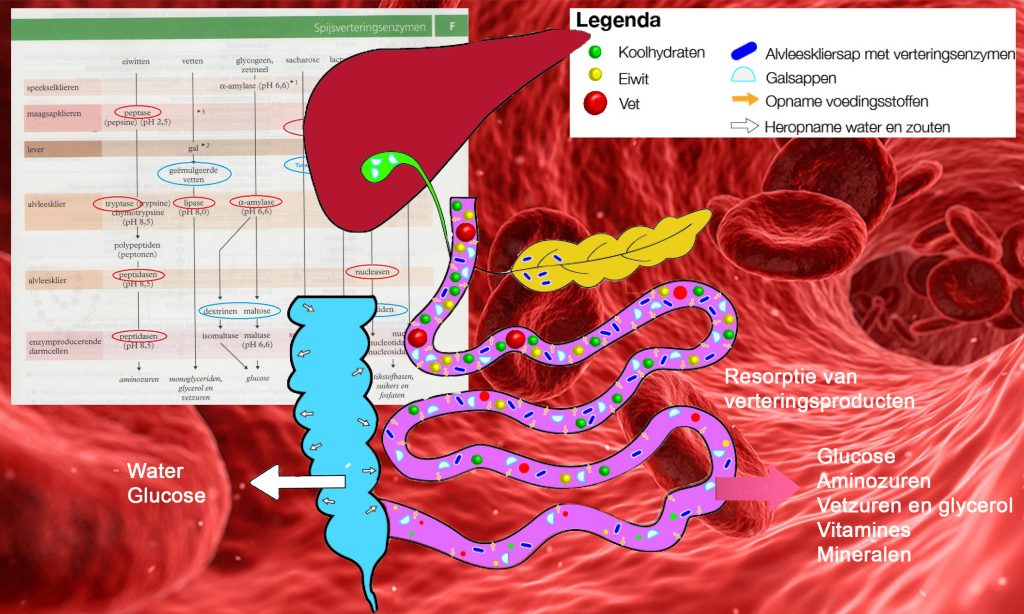 verteringsstelsel en resorptie