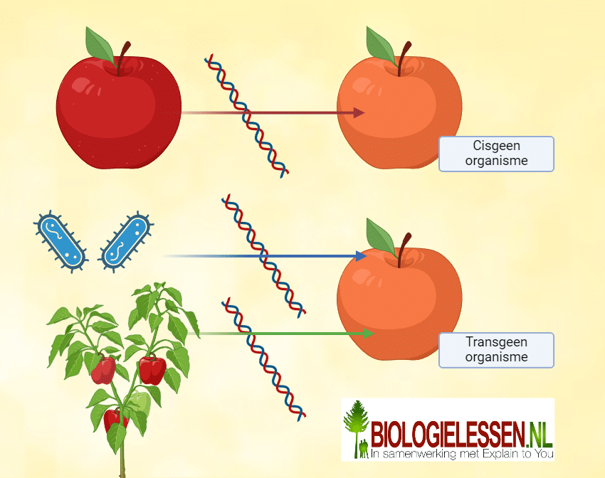 Cisgeen of transgeen