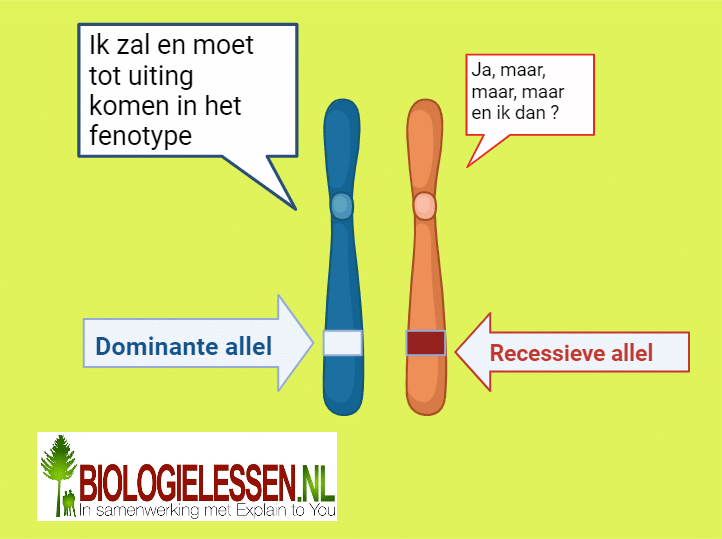 Dominant en recessief 1