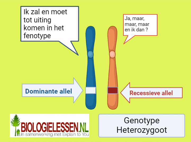 Genen en allelen - Biologielessen.nl