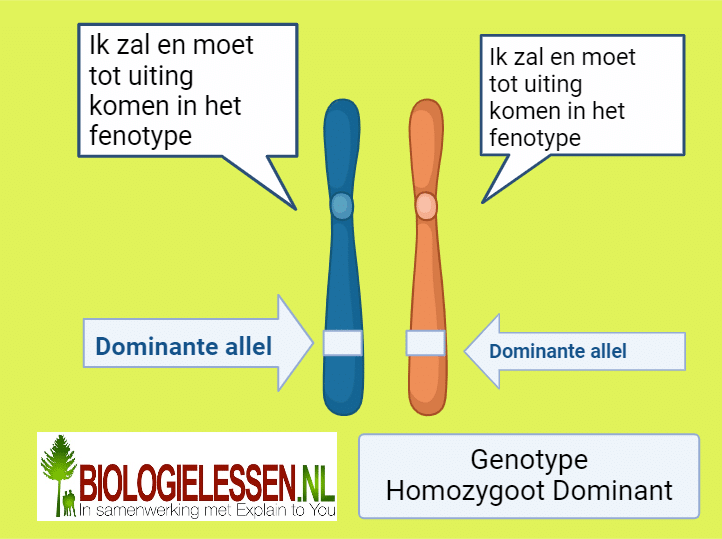 Homozygoot dominant 1