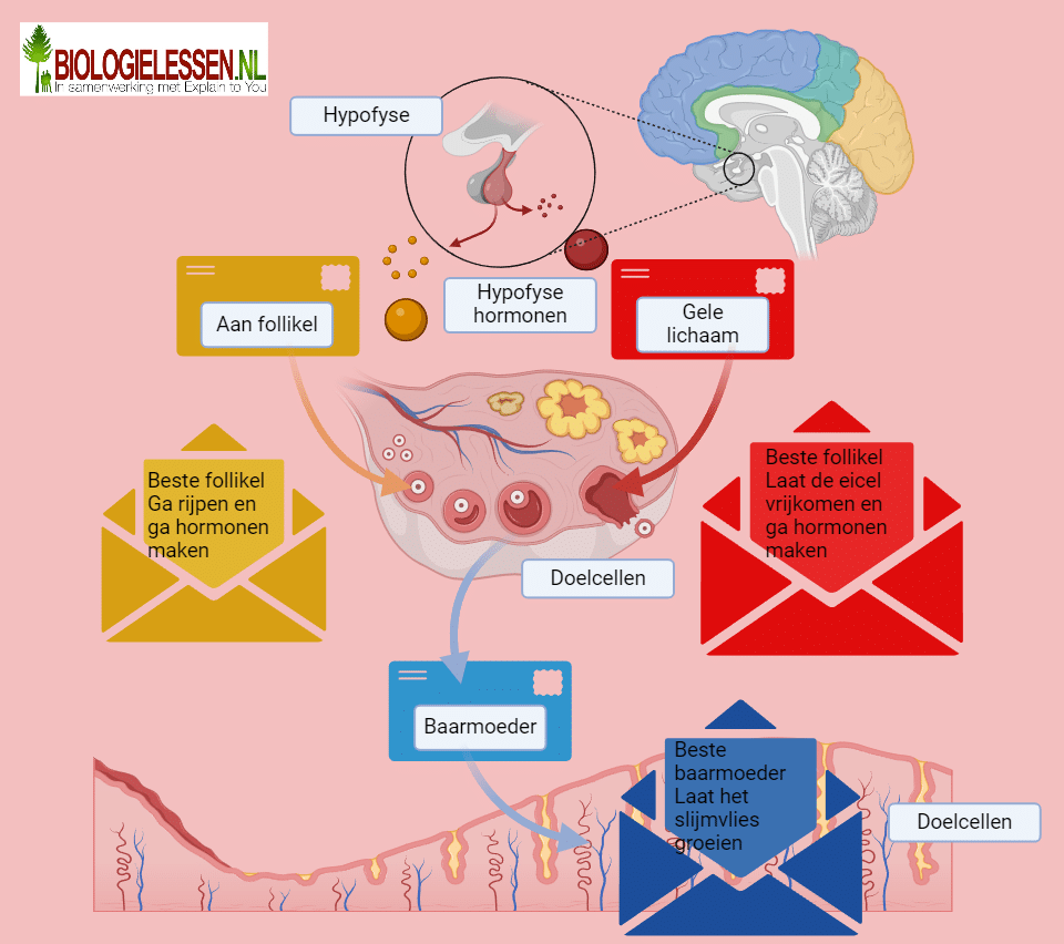 Hormonen het maandelijkse cyclus