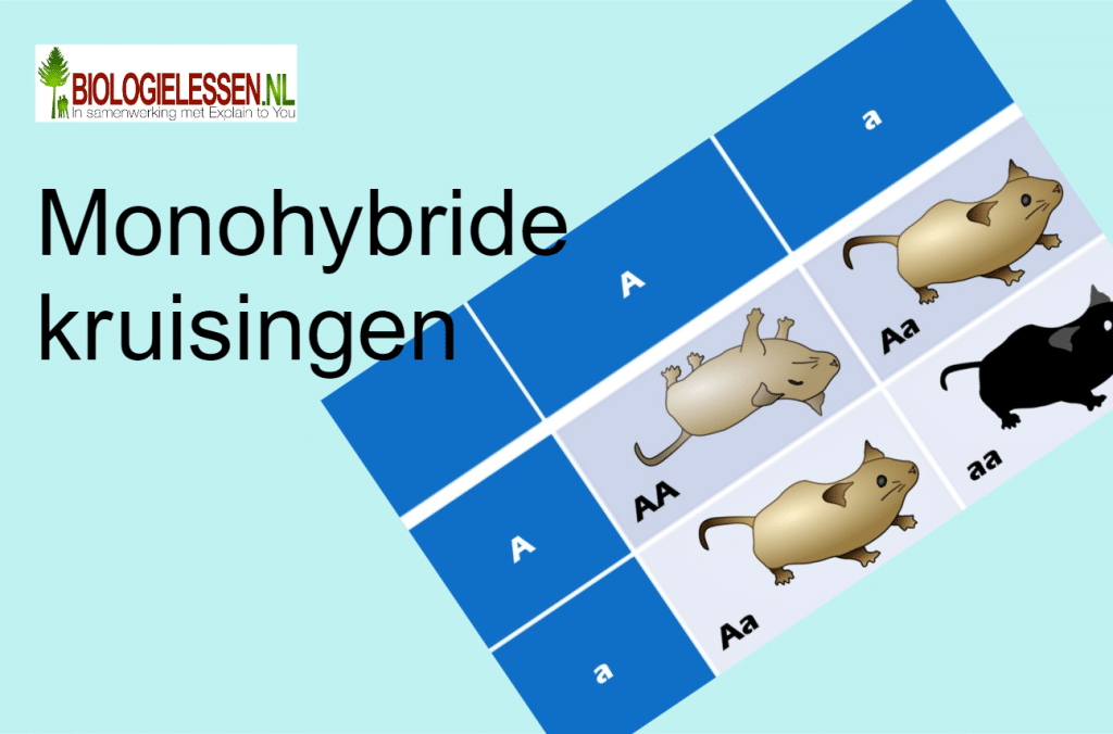 Monohybride kruisingen