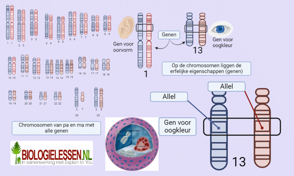 Genen en allelen - Biologielessen.nl