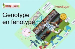 genotype en fenotype