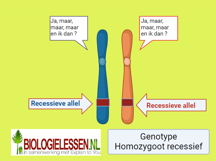 homozygoot recessief