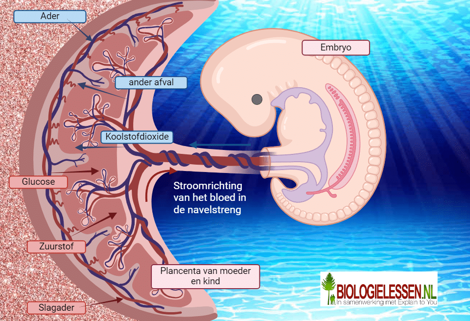 navelstreng en stroomrichting van het bloed