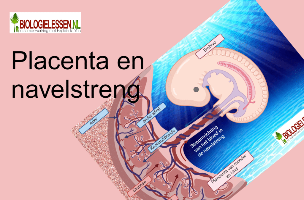 placenta en navelstreng