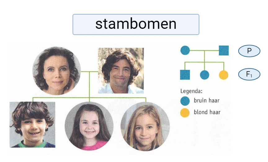 Stambomen 1