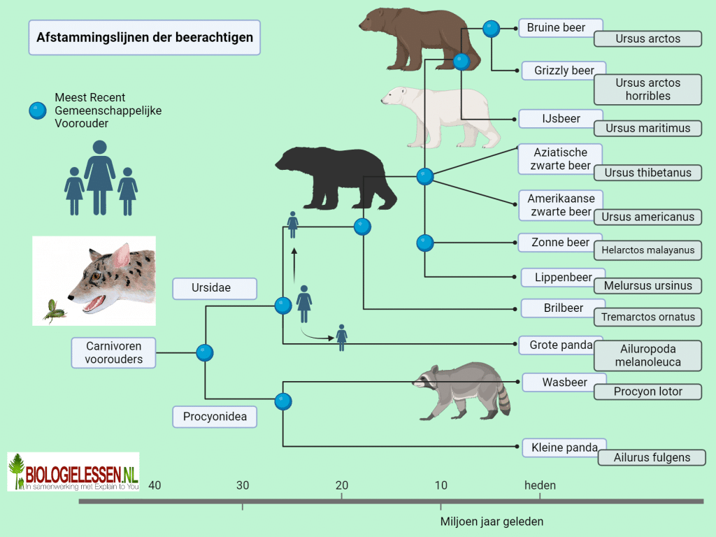 Afstammingslijn van de beren 1