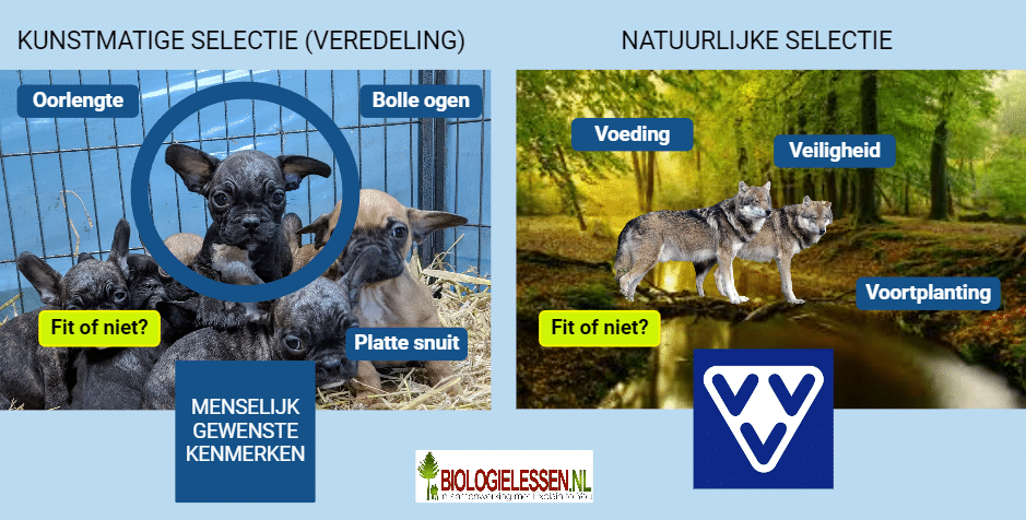 Kunstmatige selectie vs natuurlijke selectie