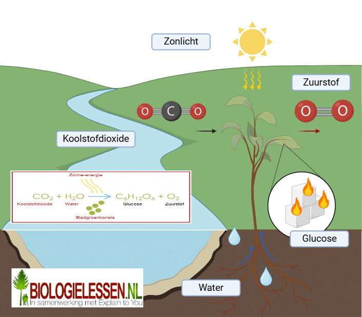 Producenten