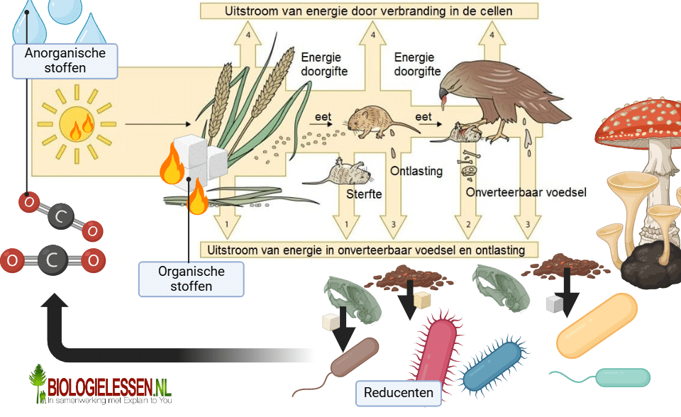 Piramides Biologielessen nl Piramides Biologielessen nl