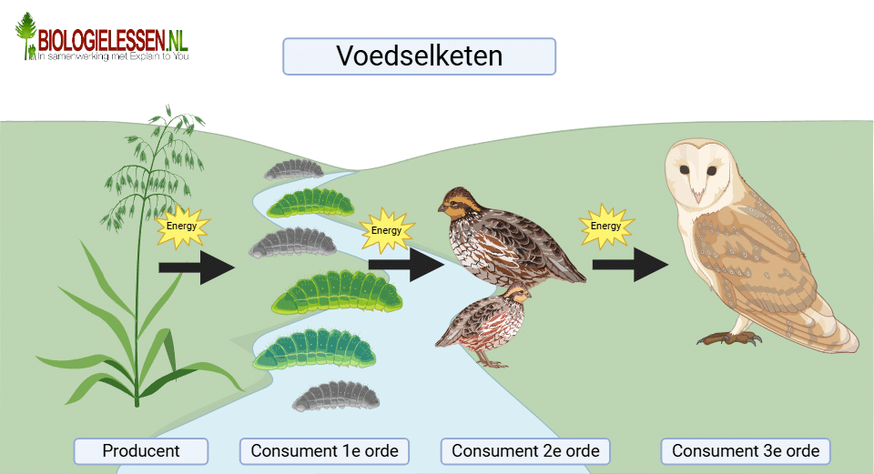 voedselketen 1