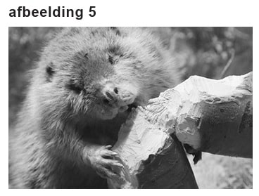 Bever