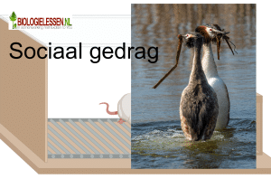 Sociaal gedrag