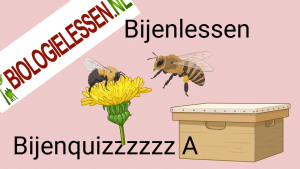 Bijenquizzzz A